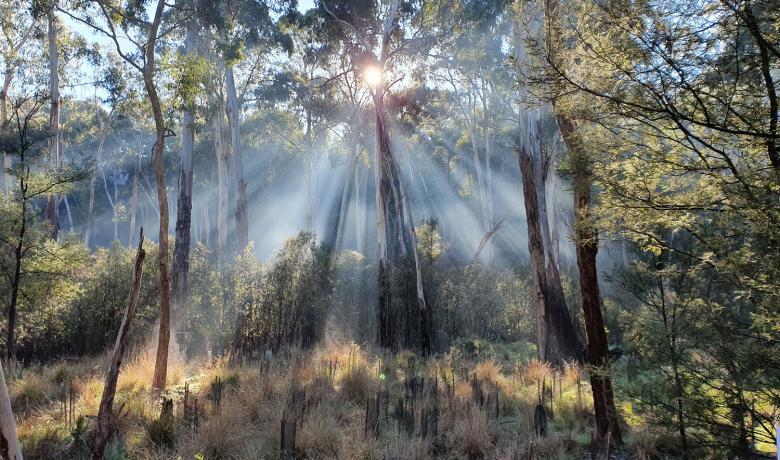 Sun bursts through the trees in a native bushland setting