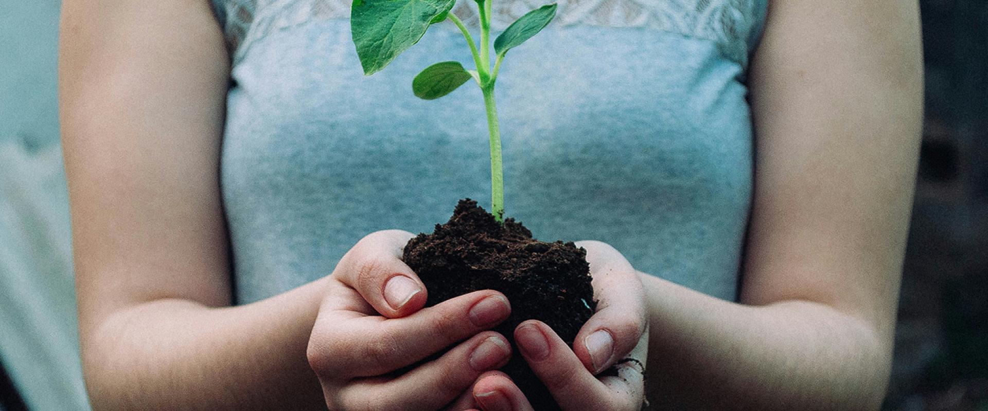 Torso of a woman in a light blue sleeveless top holding a seedling growing in a handful of soil