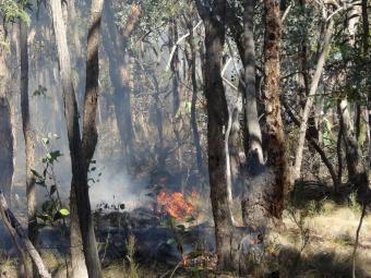 photo of a small bushfire amongst gum trees and grassland