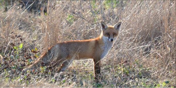 Melbourne Water Fox Fox (Vulpes vulpes) in a field of dry grass