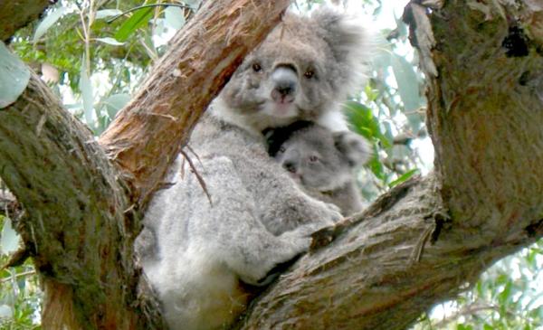 Koala and Joey in tree Koala and Joey in tree