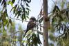 Kookaburra in a Eucalyptus tree
