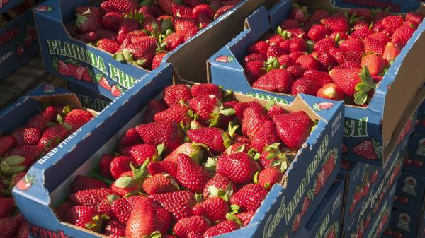 Warrandyte Riverside Market